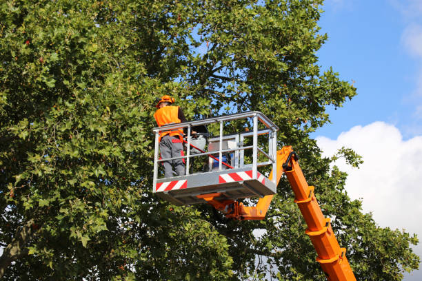 Why Choose Our Tree Removal Services in Breckenridge, MI?