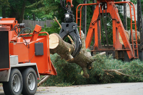 Reliable Breckenridge, MI  Tree Services Solutions